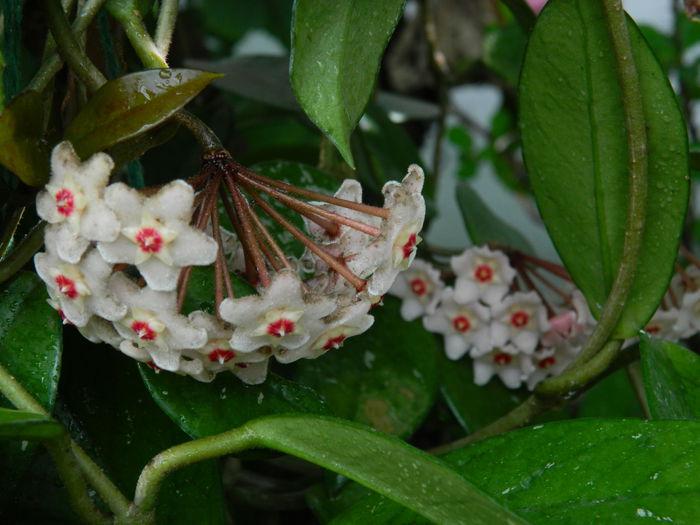 DSCN1972 - 2015_ IULIE