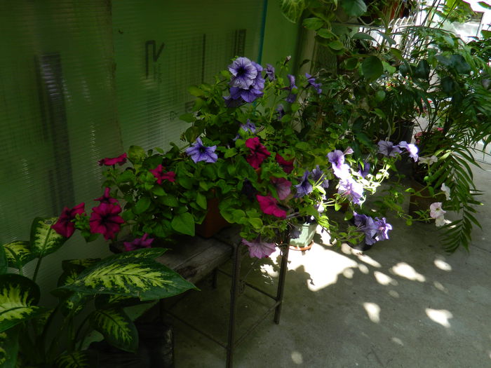 DSCN1976 - 2015_ IULIE