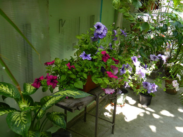 DSCN1977 - 2015_ IULIE