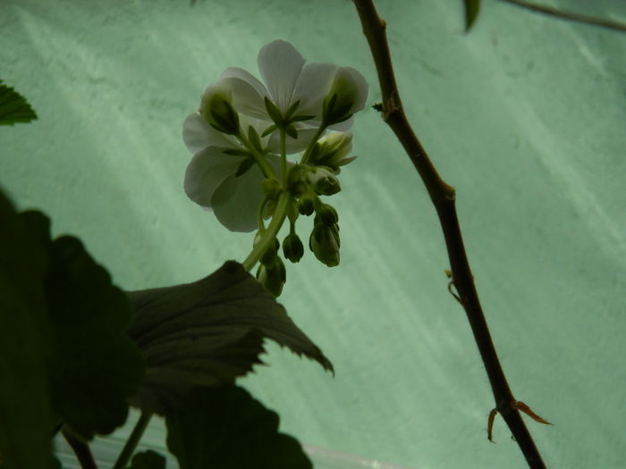 DSCN1983 - 2015_ IULIE