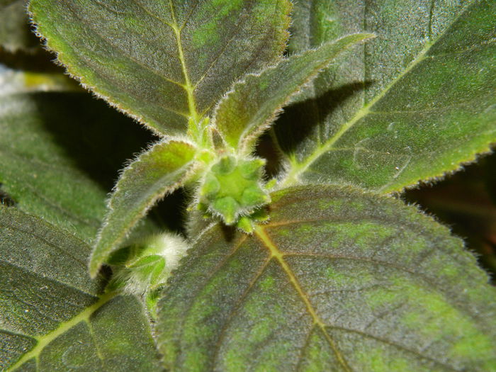 DSCN1984 - 2015_ IULIE