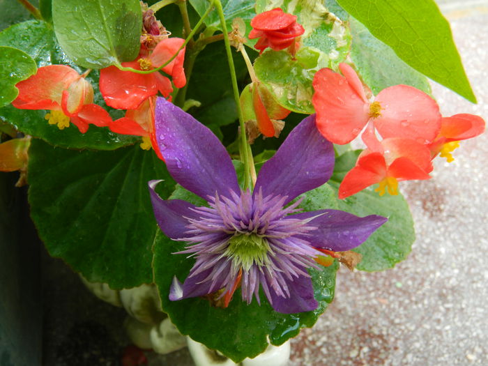 DSCN1989 - 2015_ IULIE