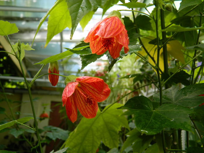 DSCN1990 - 2015_ IULIE