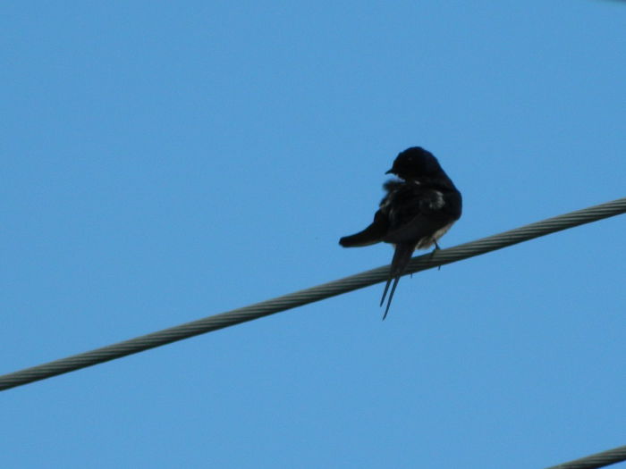 DSCN1993 - 2015_ IULIE