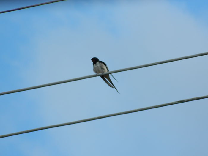 DSCN1994 - 2015_ IULIE