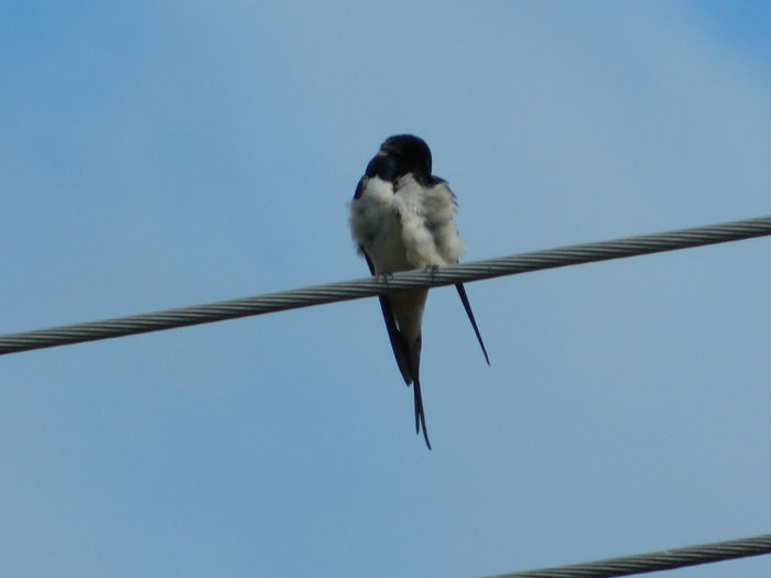 DSCN1995 - 2015_ IULIE