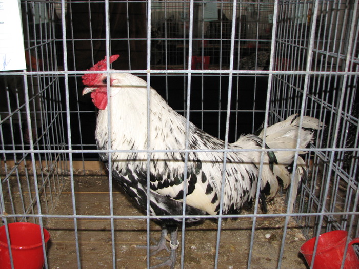 Expozitia Nationala Breaza 2010 152
