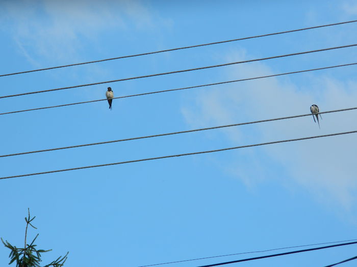 DSCN1997 randunele - 2015_ IULIE