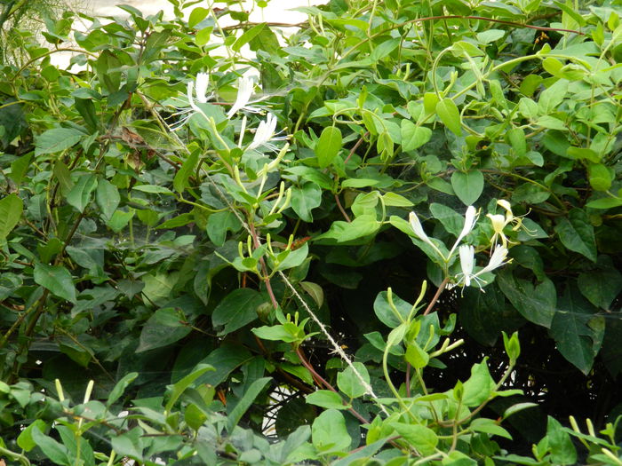 DSCN2000 - 2015_ IULIE