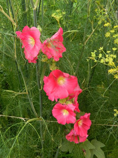 DSCN2002 - 2015_ IULIE