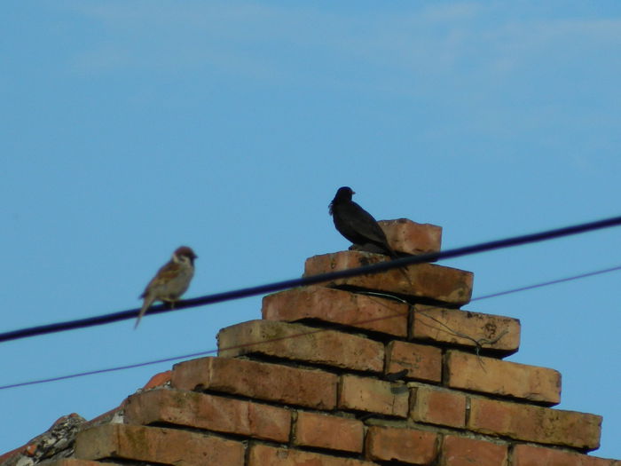 DSCN2019 vrabiuta si mierloiul - 2015_ IULIE