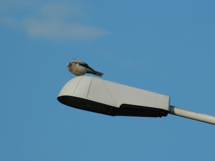 DSCN2022 - 2015_ IULIE