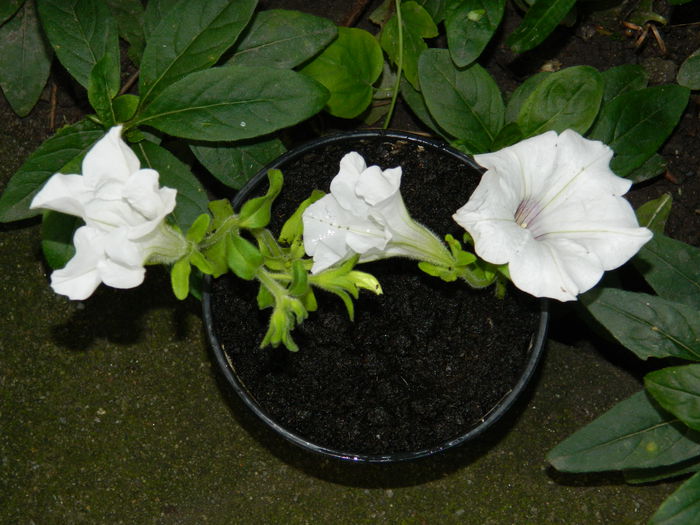 DSCN2023 - 2015_ IULIE