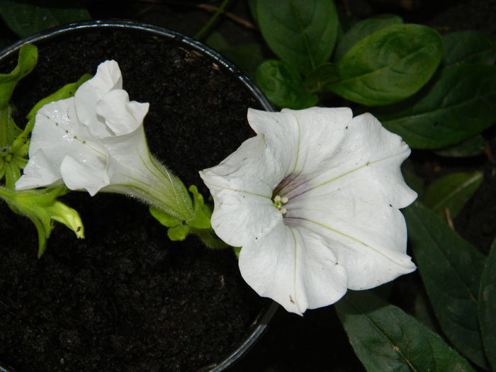 DSCN2024 - 2015_ IULIE