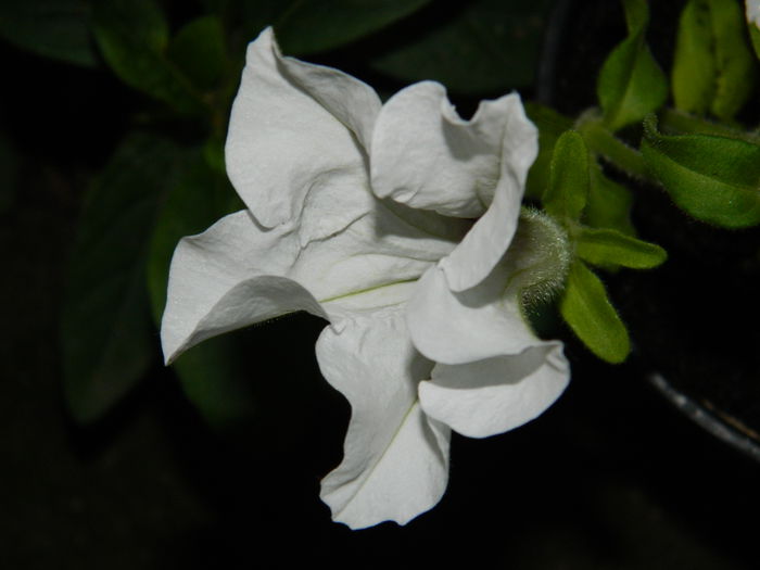 DSCN2025 - 2015_ IULIE