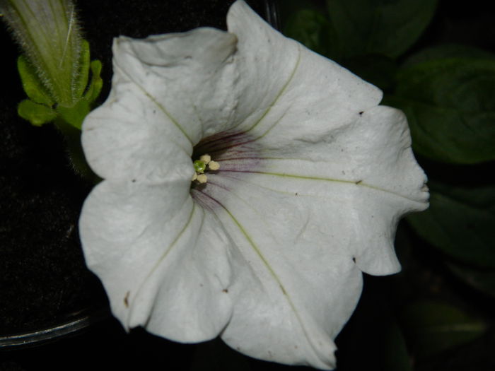 DSCN2026 - 2015_ IULIE