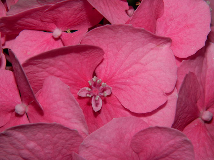 DSCN2036 - 2015_ IULIE