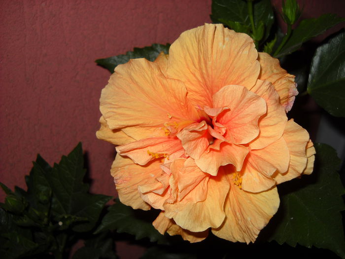 Classic Apricot - HIBISCUS-2015