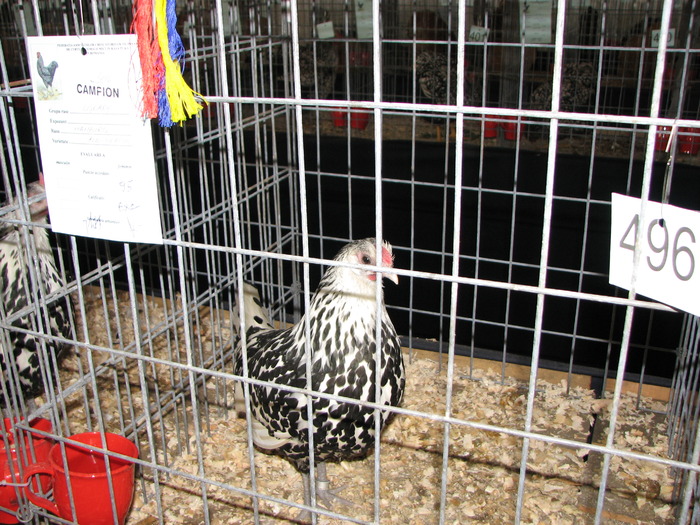 Expozitia Nationala Breaza 2010 153