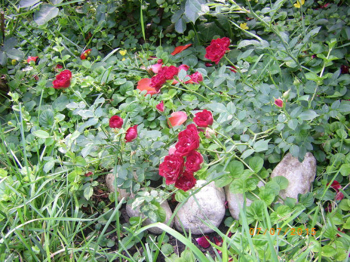Red cascade - Trandafiri 2015