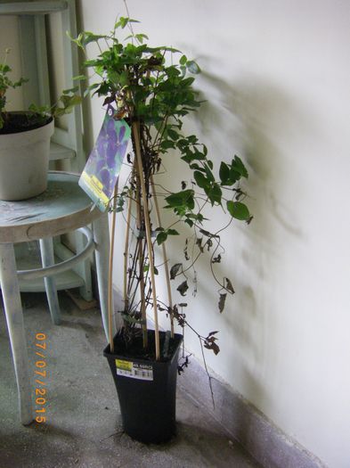 polish spirit, intrebare - gradina 2015