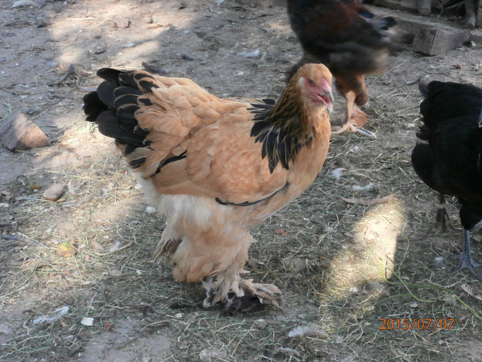 P7070031
