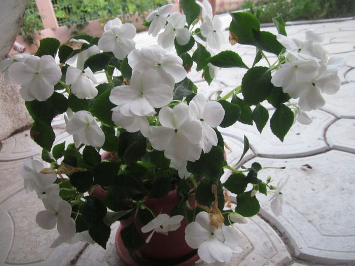  - Impatiens-sporul casei