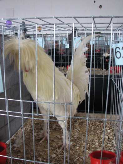 Expozitia Nationala Breaza 2010 156