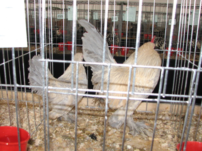 Expozitia Nationala Breaza 2010 157