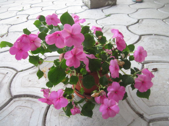  - Impatiens-sporul casei