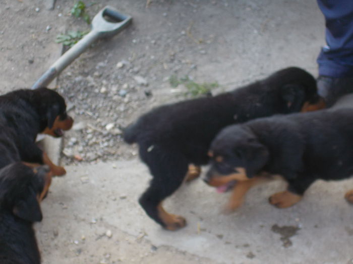 DSCN0528 - Catei rottweiler de vanzare