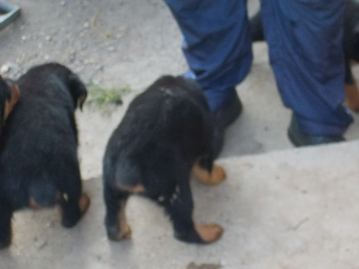 DSCN0529 - Catei rottweiler de vanzare