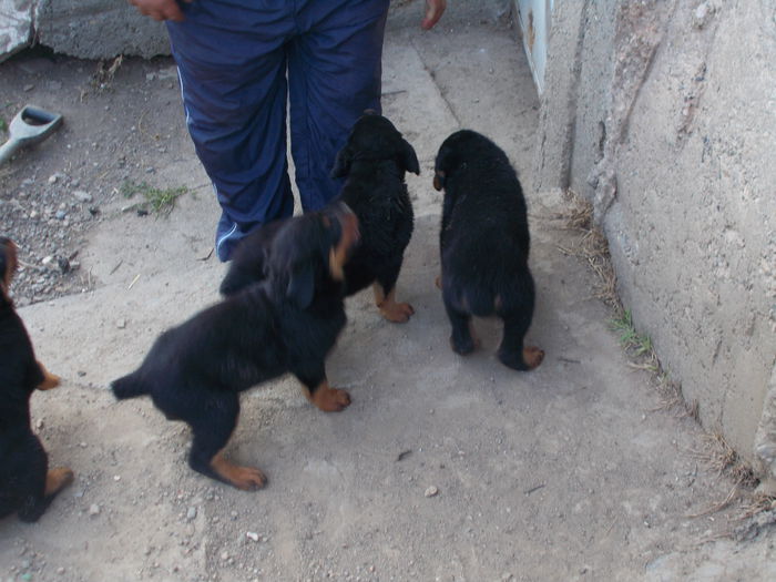 DSCN0531 - Catei rottweiler de vanzare