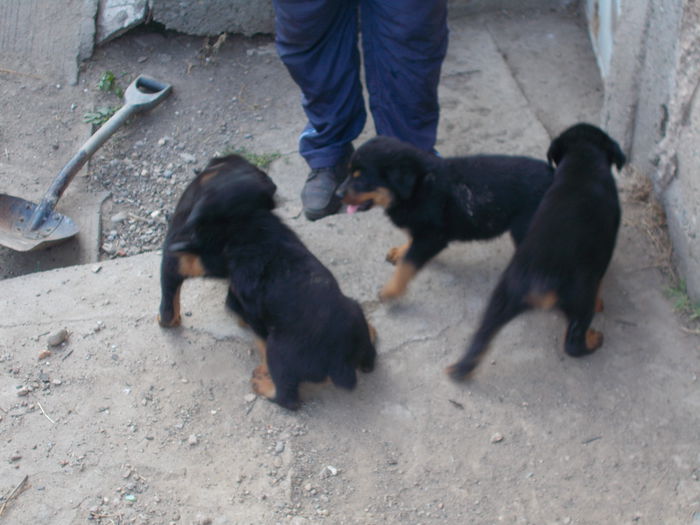 DSCN0532 - Catei rottweiler de vanzare