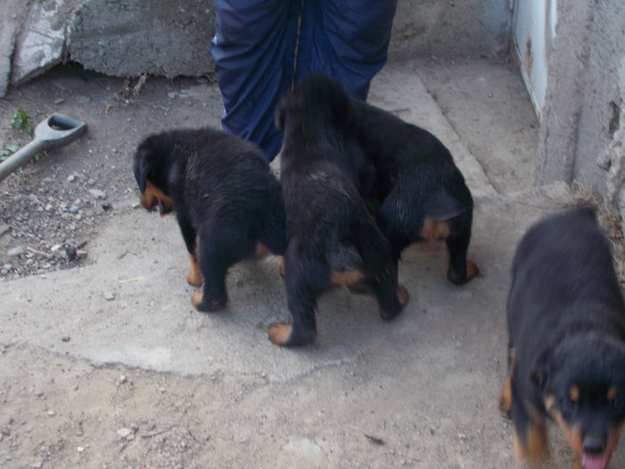 DSCN0533 - Catei rottweiler de vanzare