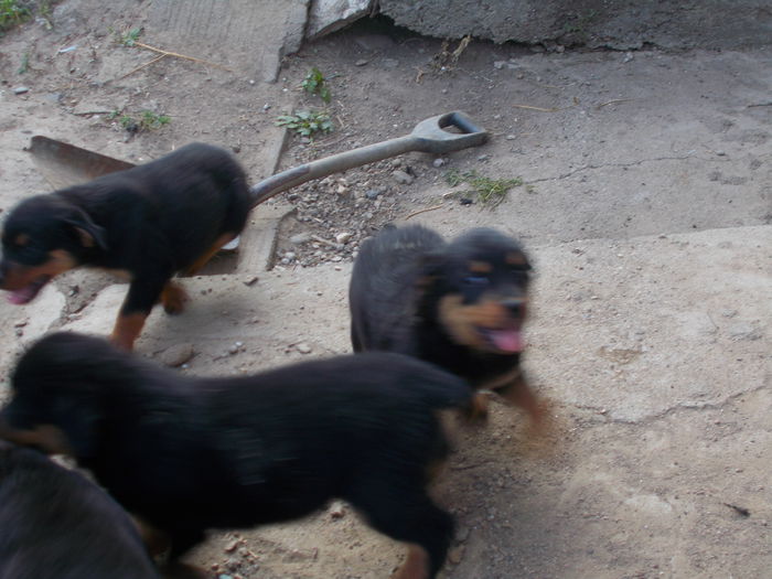 DSCN0534 - Catei rottweiler de vanzare