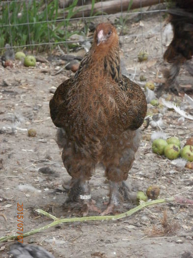 P7070075