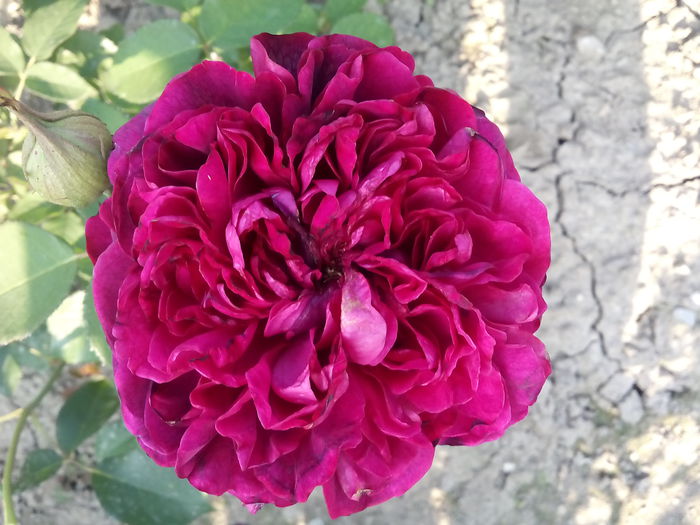 WS 2000 - 2015 Trandafiri I