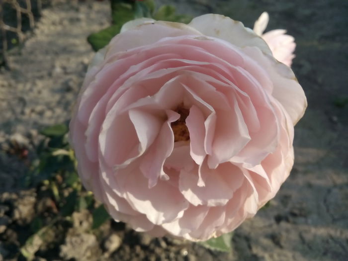 Heritage - 2015 Trandafiri I