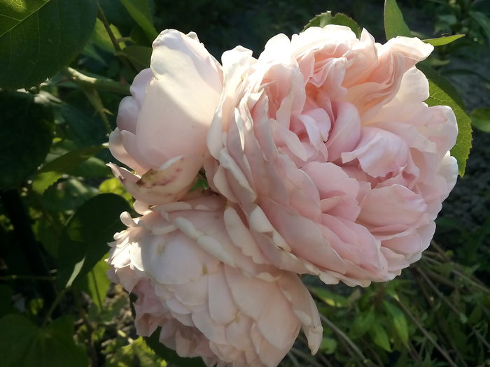 St.Swithun - 2015 Trandafiri I