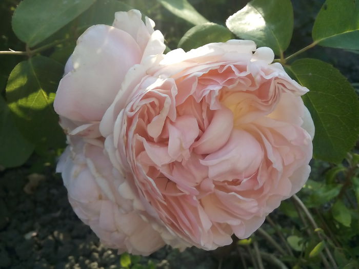 St.Swithun - 2015 Trandafiri I