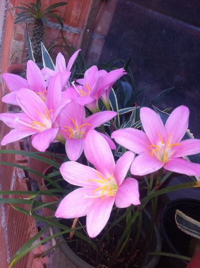 image - Flori interior