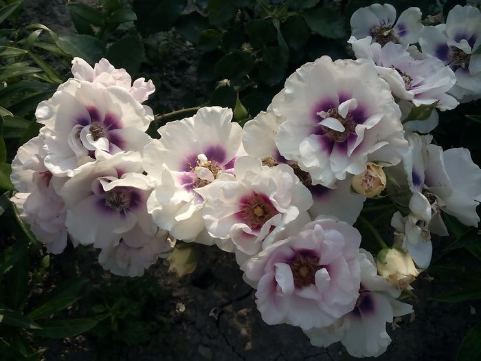 Eyes for You - 2015 Trandafiri I