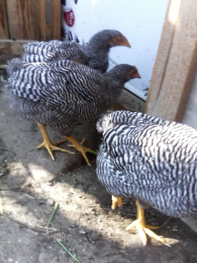 IMG_20150705_090309 - PUI-TINERET 2015