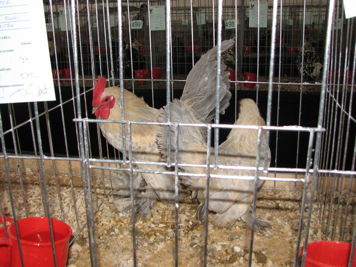 Expozitia Nationala Breaza 2010 158