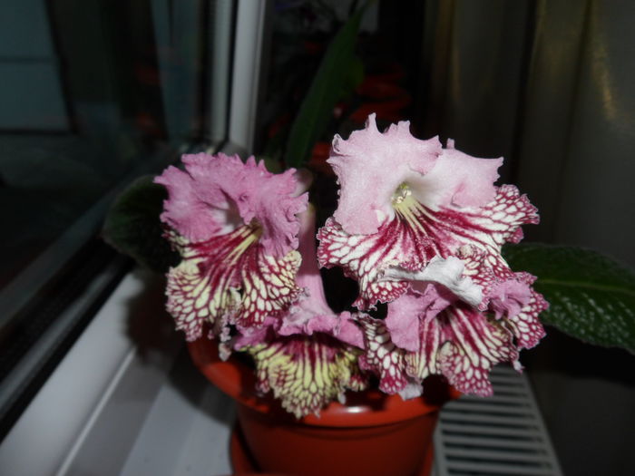 SAM_2939 - streptocarpus 2015