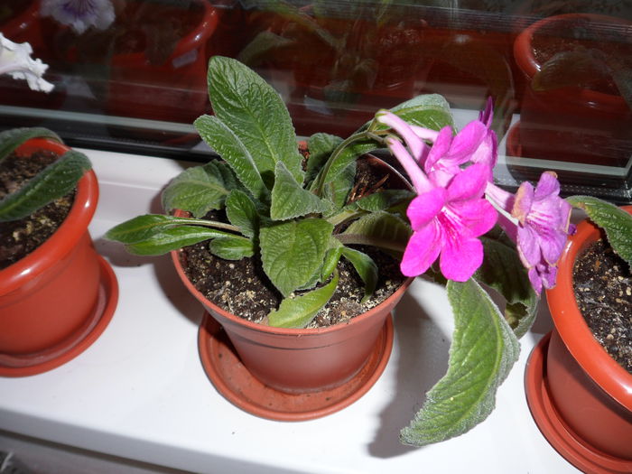 SAM_2938 - streptocarpus 2015