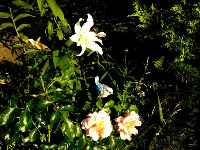 Inocent lady si Aprikola