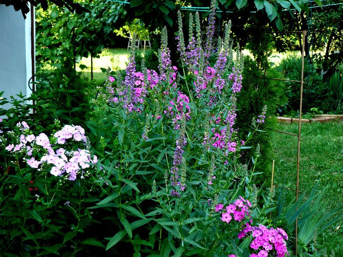 Lythrum salicaria (Rachitan)