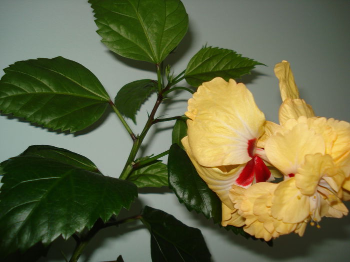 DSC02468